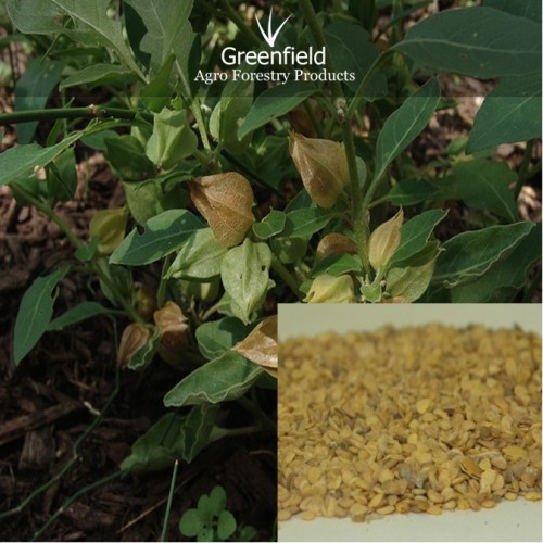 Ashwagandha medicinal seeds ( withania somnifera )